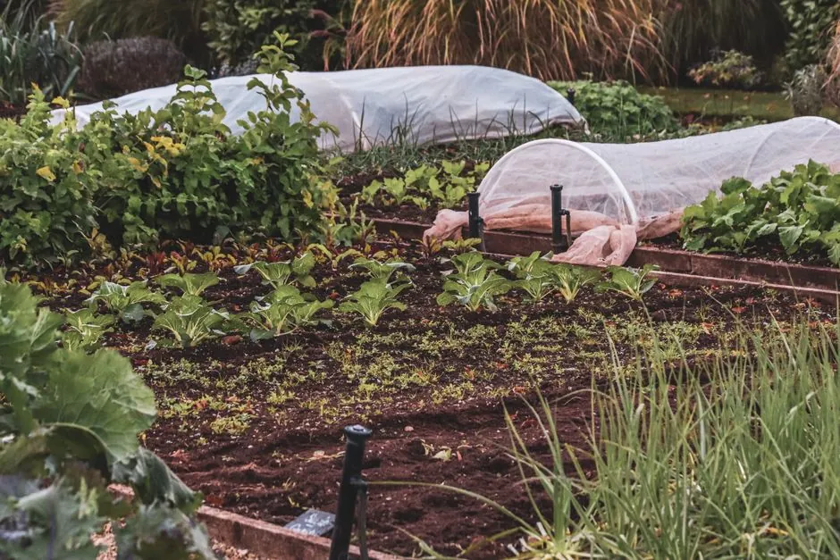 Potager amenage en plates-bandes