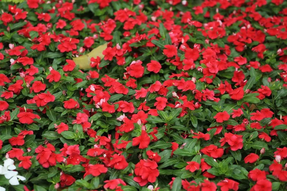 Massif fleuri d'impatiens